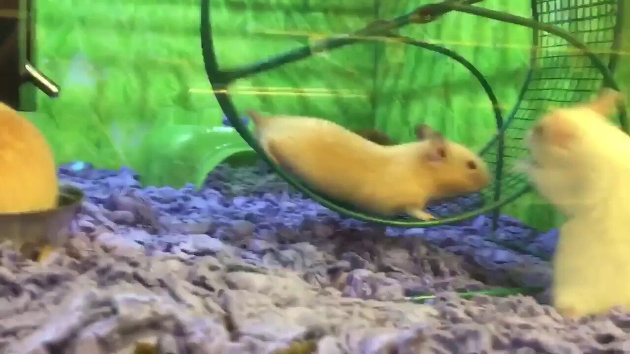 Funny Hamster WheelSpin.