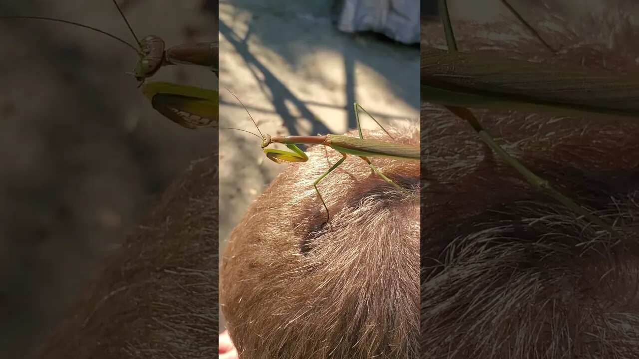 Praying mantis cleaning its arms