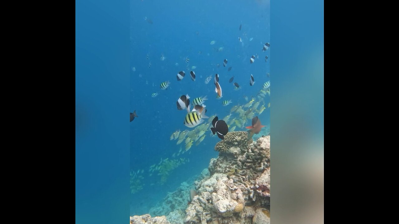 Snorkeling in the MALDIVES