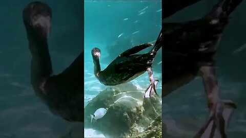 Cormorant Bird Diving for Fish #shorts #short