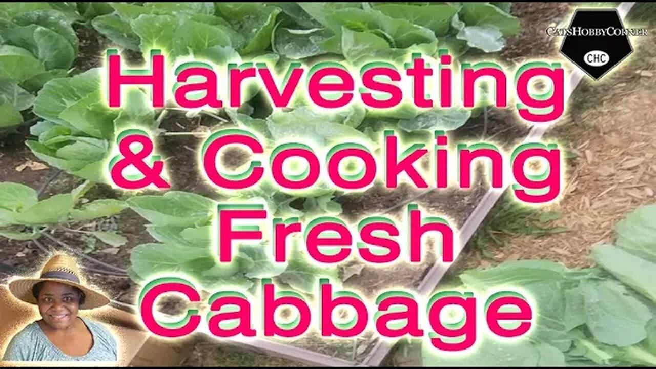 #freshly #gardenharvest #cabbage #leaves - #catshobbycorner