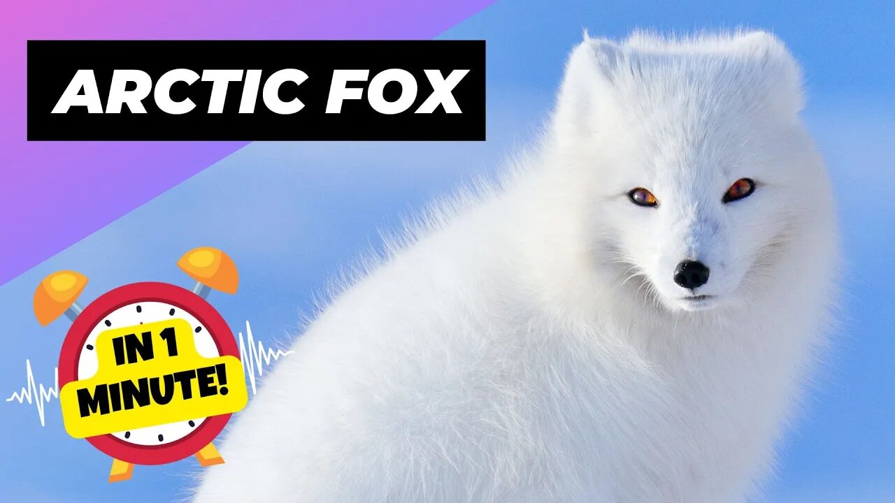 Arctic Fox - In 1 Minute! 🦊 The Arctic's Cutest Predator | 1 Minute Animals