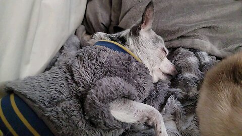 Sleeping dog test