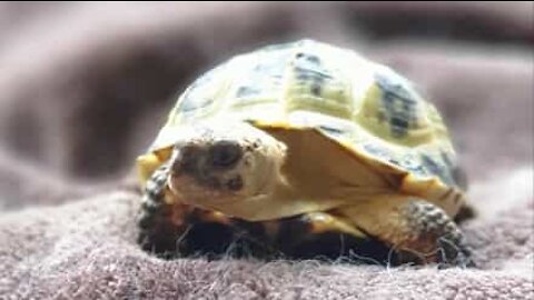 Saviez-vous que les tortues pouvaient grimper?