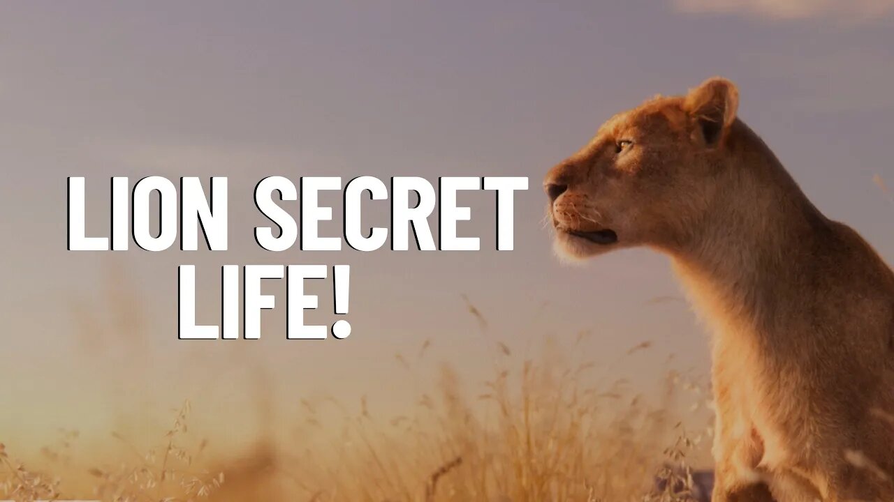 A Rare Look at the Secret Life of African Lion!