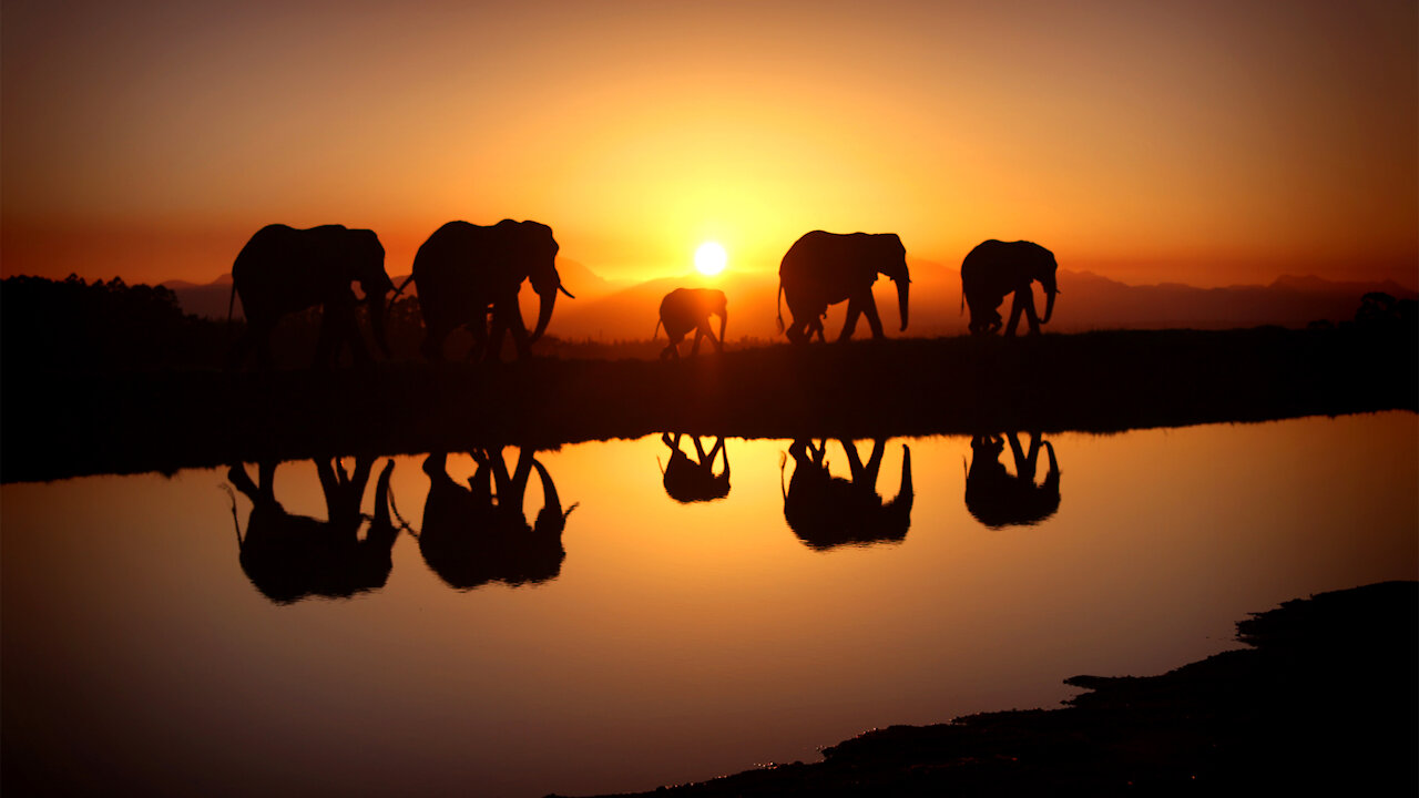 The African Nature and Wildlife