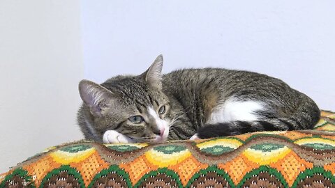 Calm Cat with Large Pupils Sits on His Pillow