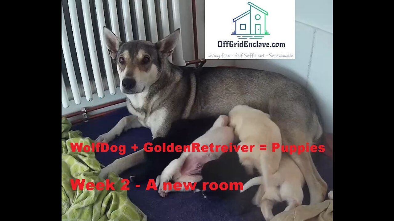 Czechoslovakian Wolfdog Mix Puppies. Week 2, a new room to explore...