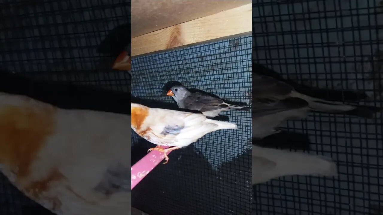 Mutation finches at SNS exotic finches #shorts #youtubeshorts #birdslover