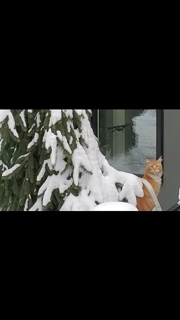 Freddy The Christmas Cat Grinch 🐈