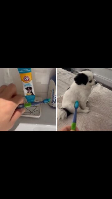 Little puppy does not want his teeth brushed