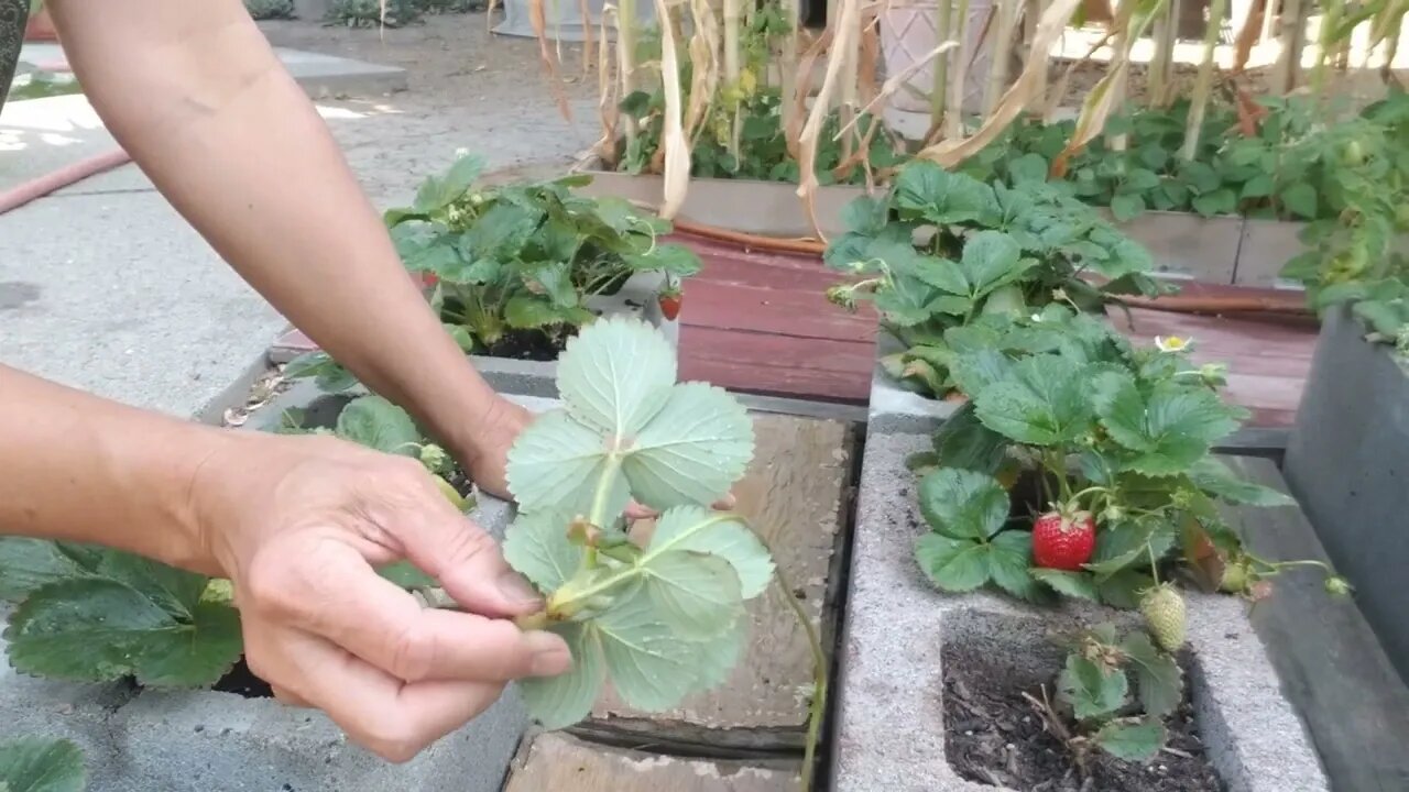 How I propagate my strawberries in water