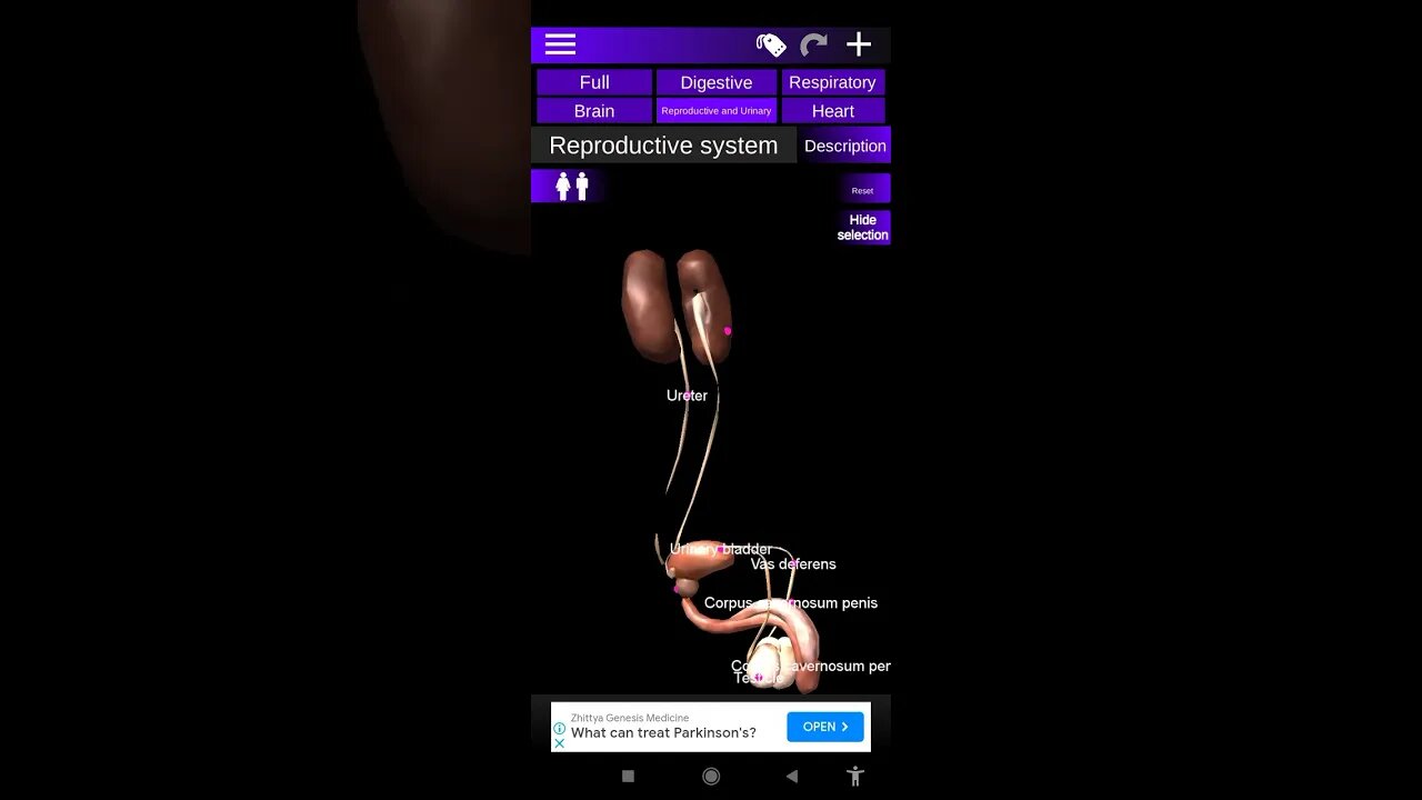 Inside Body works #love #bodyanatomy