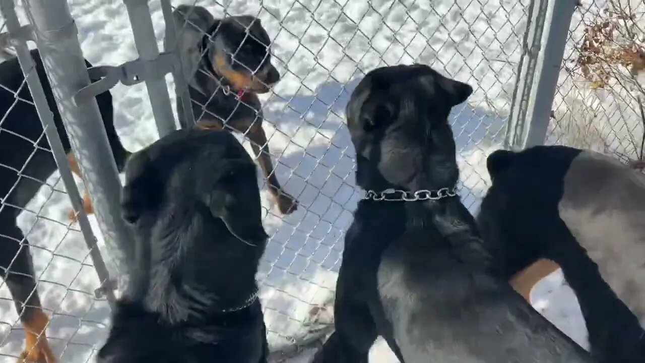 All 5 Rottweilers Meet For The First Time…