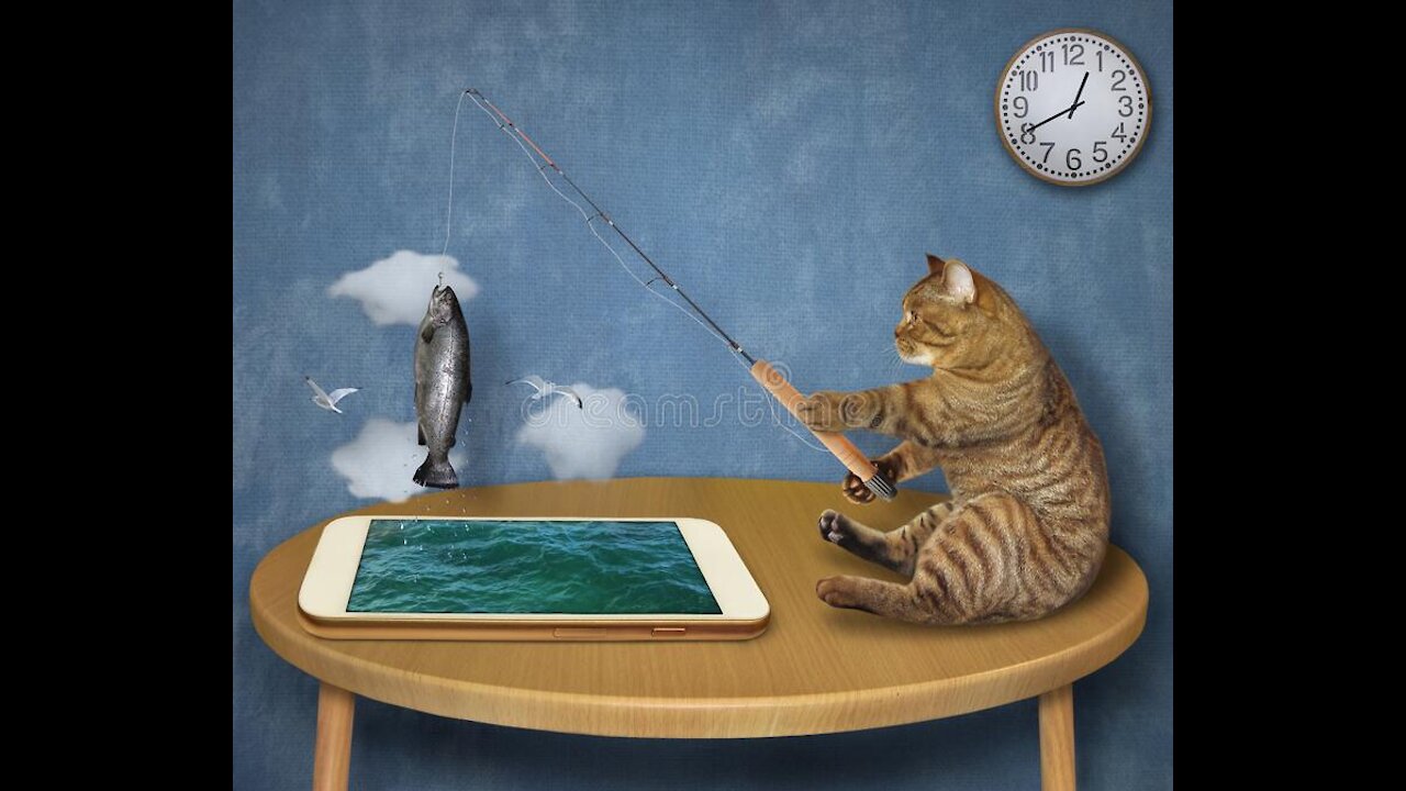 Funny cat caught, the funniest fishing you'll see today.