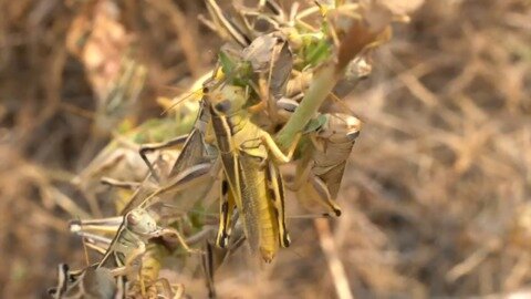 Explosion of grasshoppers chomp down in Alberta