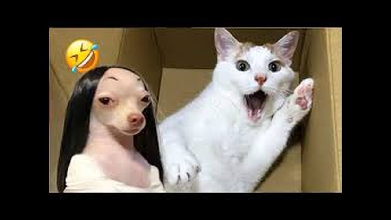 Best Funny Animals 2024😂🤣😍