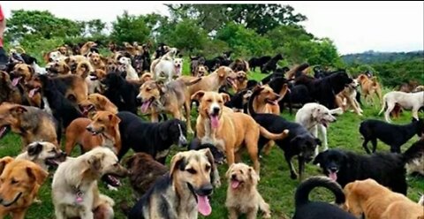 Territorio de Zaguates _Land of The Strays_ Dog Rescue Ranch Sanctuary in Costa Rica