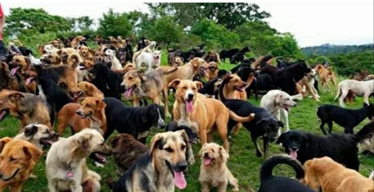 Territorio de Zaguates _Land of The Strays_ Dog Rescue Ranch Sanctuary in Costa Rica