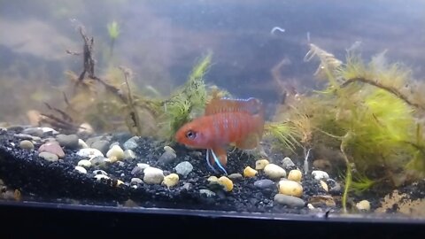 Blooper... Scarlet Badis Nano Fish 20 Gallon Long