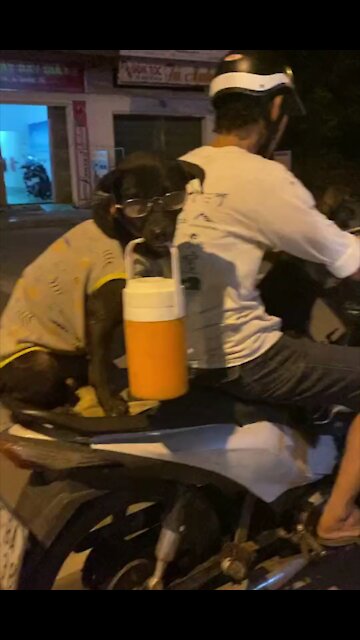 The dog carried the water bottle to his father ...