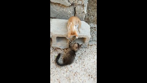 Cute Baby cat playing Outside - Meowing cat video