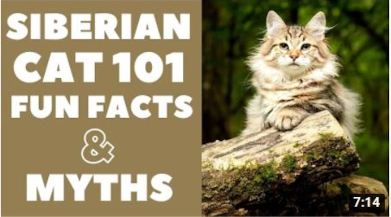 Siberian Cats 101 : Fun Facts & Myths