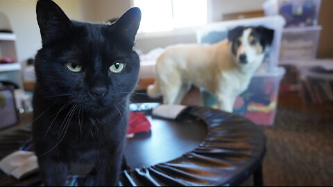 Ema Cat…STOP MAKING THE DOG NERVOUS!!!! Part II