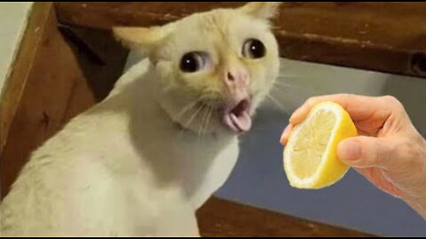 Funniest Cats and Dogs