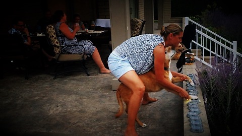 Kat and Dog play a tune on the solar lights