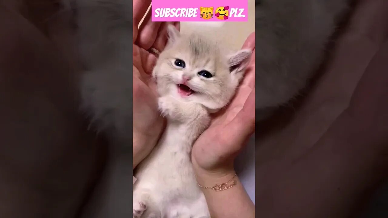 So cute cat baby! in home ||🥰😽 || p-51 #shortsfeed #cat #youtubepets #shorts