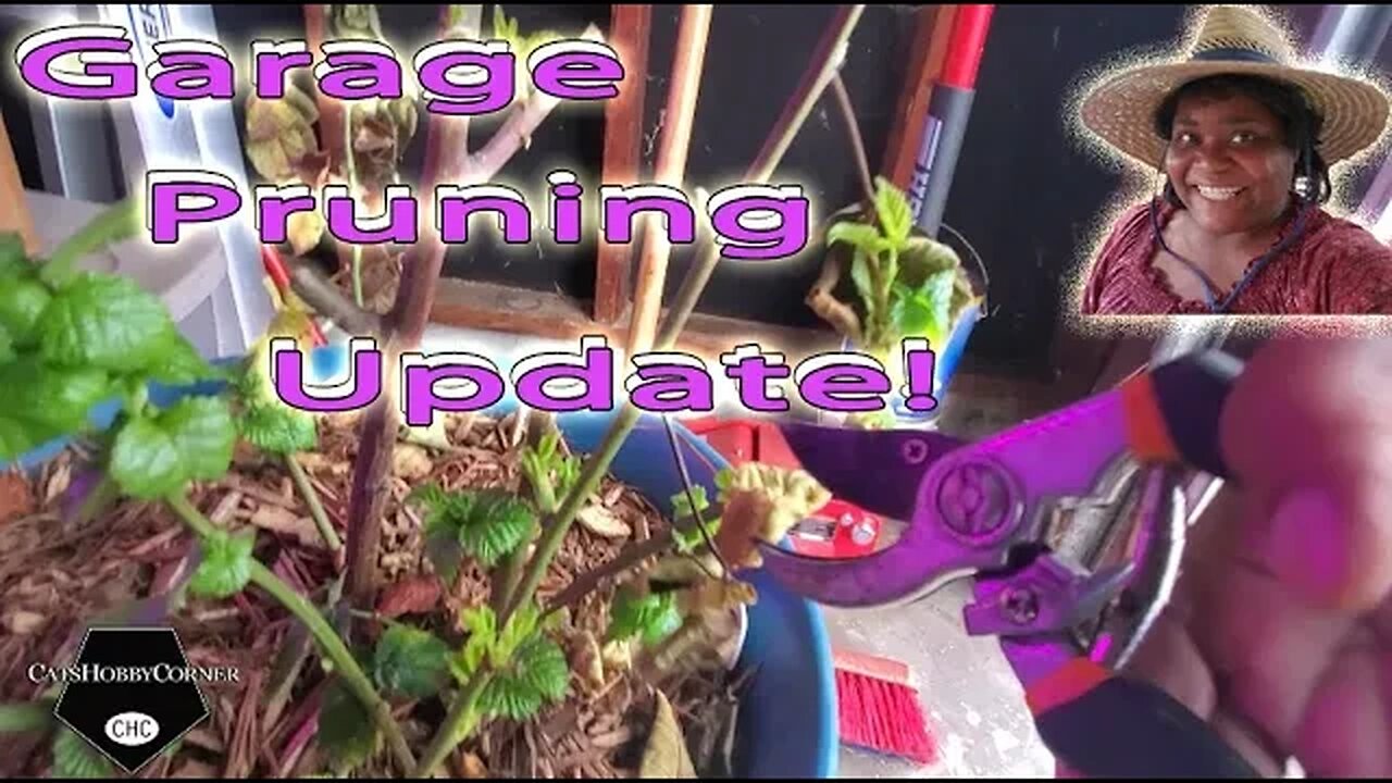 Winter Garage Pruning Update