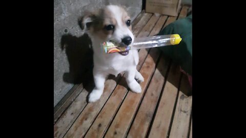 Cute Puppy Playing With Toothbrush Case