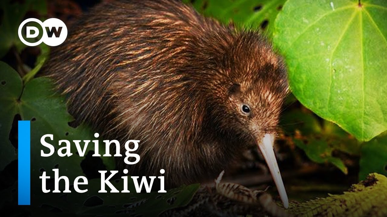 Saving the Kiwi- Protecting New Zealand's national bird - DW Documentary