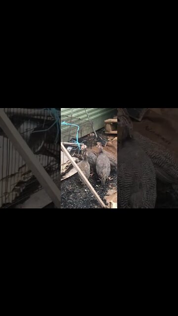 Guinea fowl keets get scared first day outside- gave distress call. Very cute 🥰 8 weeks