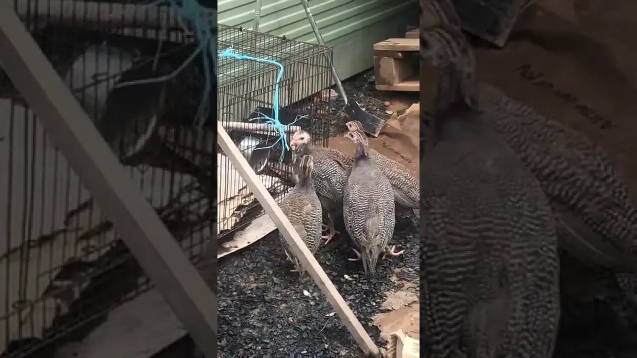 Guinea fowl keets get scared first day outside- gave distress call. Very cute 🥰 8 weeks