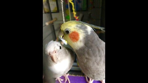 Singing cockatiel