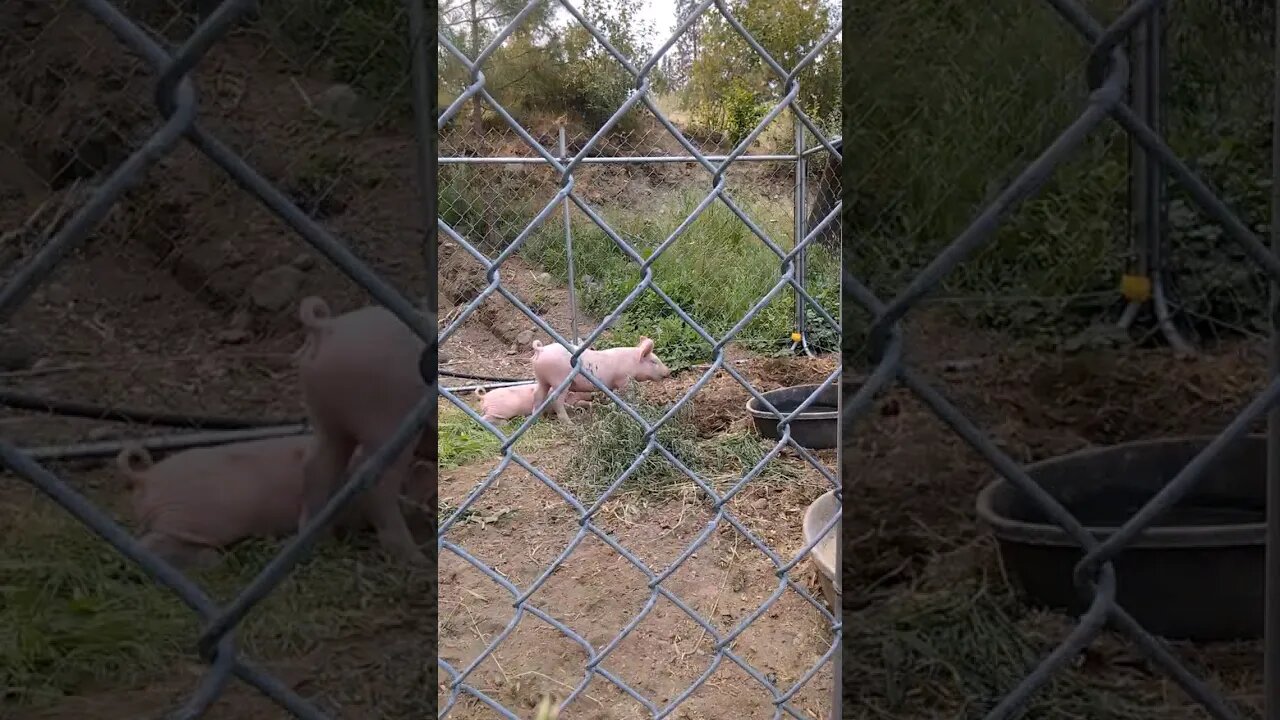 #pigs #farm #shorts