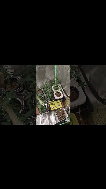 midnight cindy final pot drop @Pilgore420J