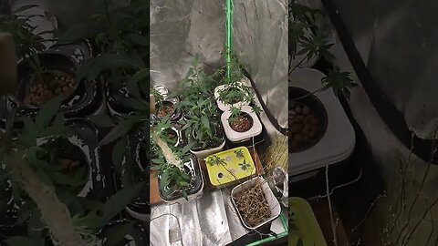 midnight cindy final pot drop @Pilgore420J