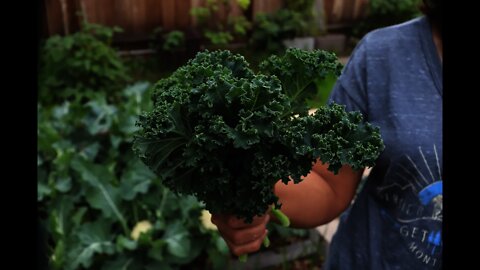 How to harvest Kale