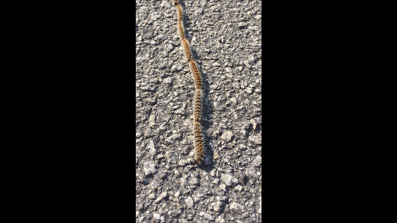 Incredibly long caterpillar convoy caught on camera