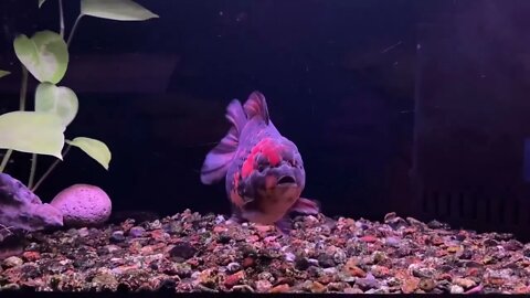 Big Giant Oranda Goldfish53 1