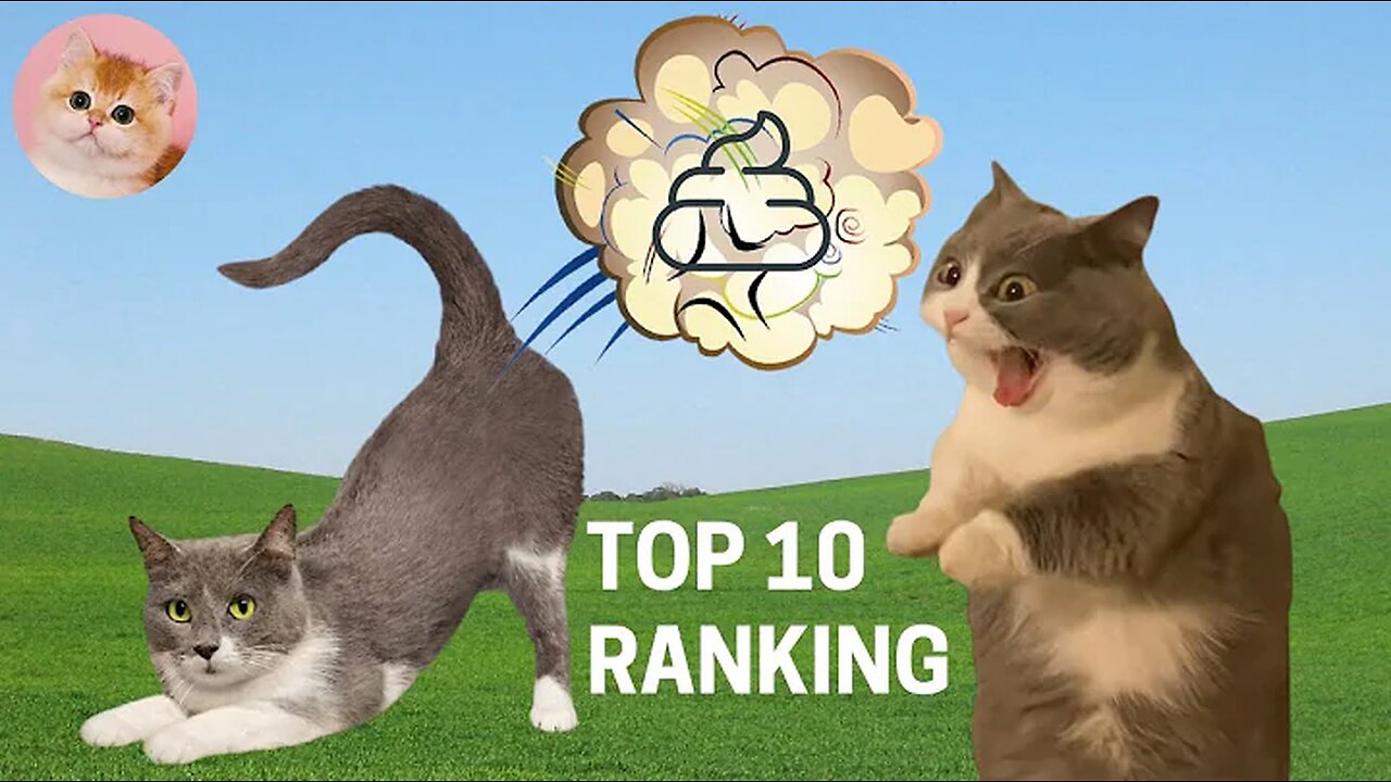 TOP 10 RANKING of Funny Cat Videos Compilation #2 – FART (Funny Cats, Cute Cats, Cute Kittens)