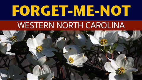 AA_IB_422_Forget-Me-Not_Western_NC