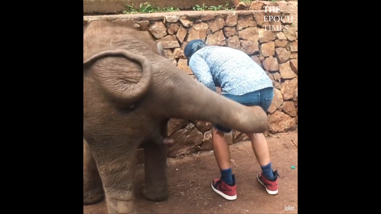 Clumsy Baby Elephants