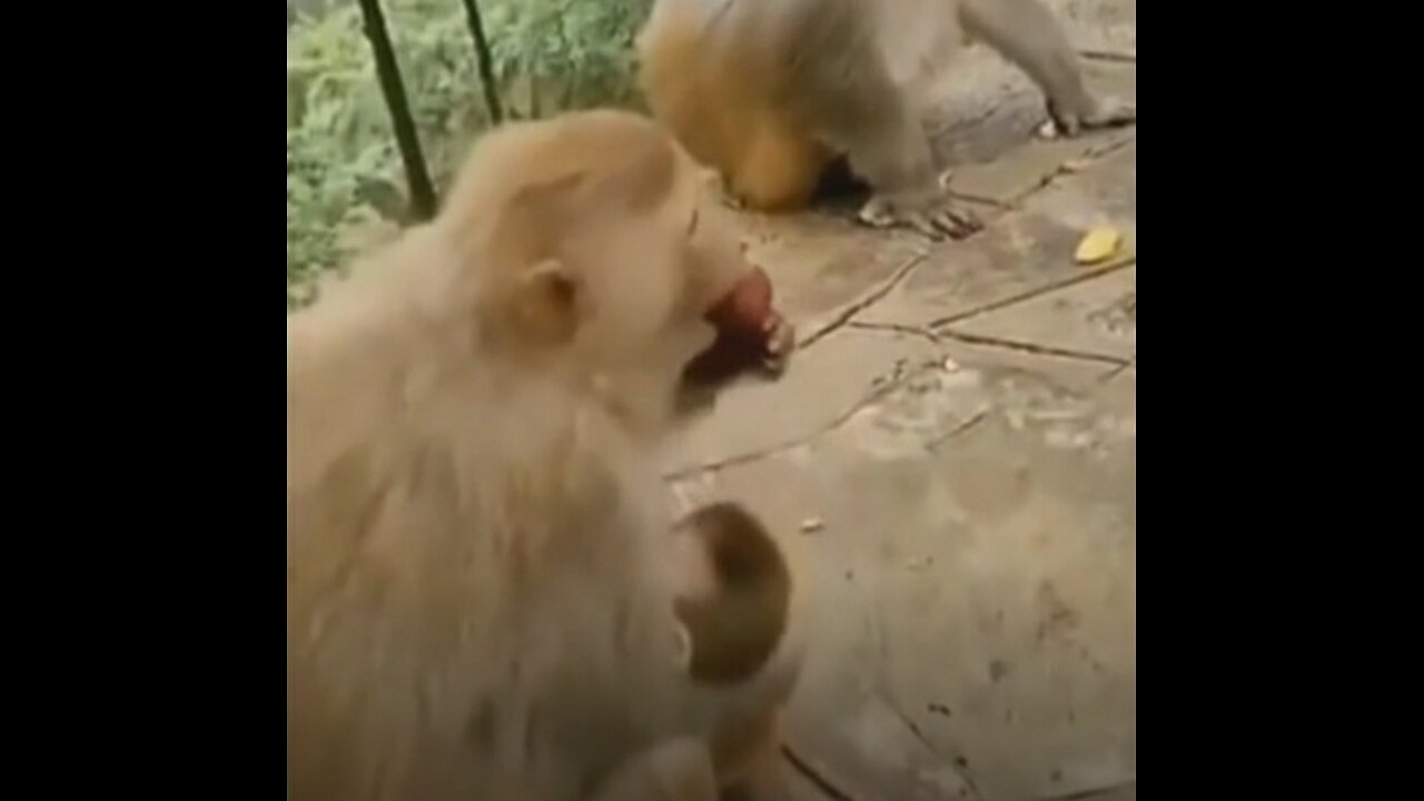 Funny animal video, funny monkey videos