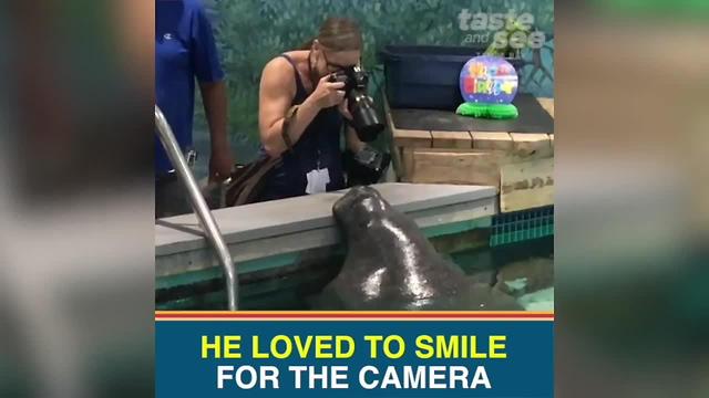 Snooty, world's oldest manatee in captivity, dies in 'heartbreaking accident'