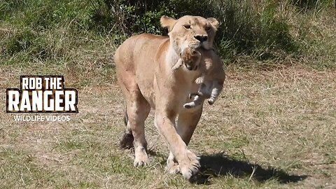 Tiny Lion Cub Being Carried | Lalashe Maasai Mara Safari