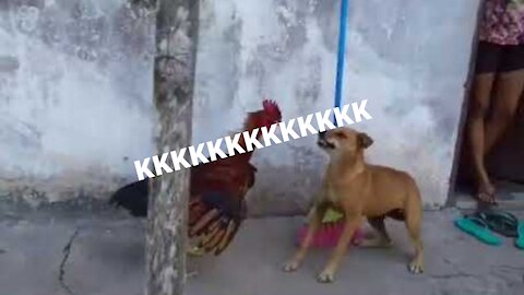 Chicken VS Dog Fight - That's really funny